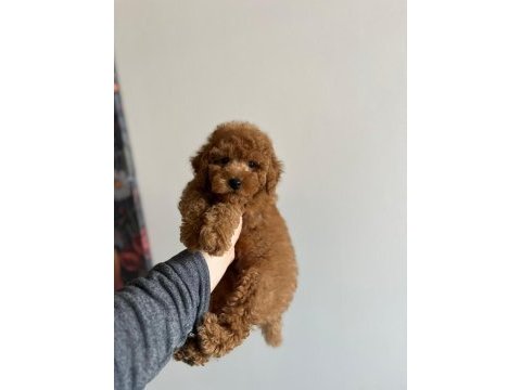 Toy garantili orjinal erkek toy poodle yavrumuz
