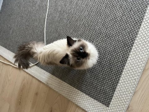 British longhair chocolate point kızımız ücretsiz