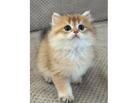 Orijinal şecereli gold british longhair