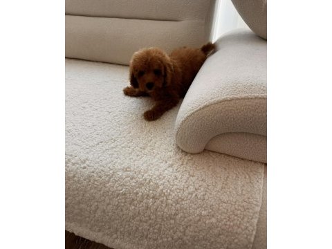 Kore kan toy red brown poodle