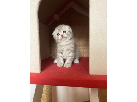 45 günlük yeni yuvaya hazır scottish fold