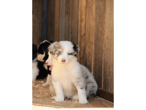 Harika border collie bebekler