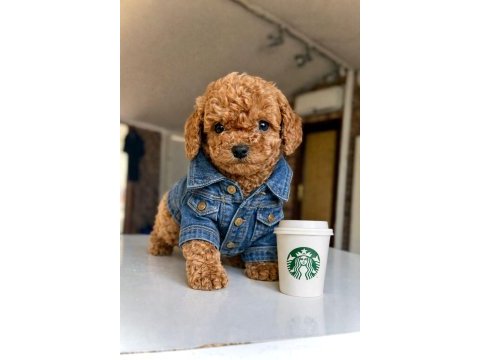 Mağazamızdan red brown toypoodle