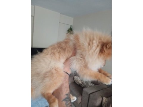 4 aylık pomeranian yer dolayısından vereceğim