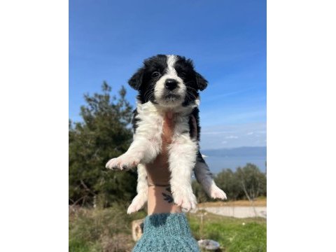 Baby face border collie bebekler
