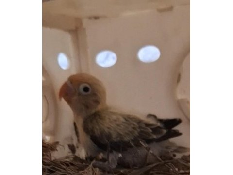 Cennet sevda yetişkin yavru takımlar