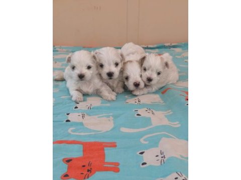 Kore maltese bebek köpekler