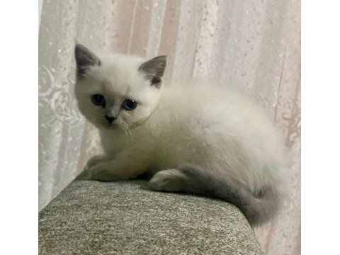 55 günlük blue point yavrular british shorthair