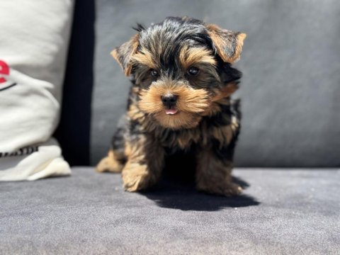 Wc eğitimli  tea cup yorkshire terrier yavrularımız