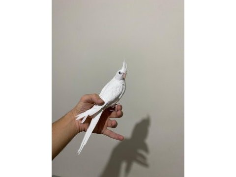 Albino sultan papağanı yavruları