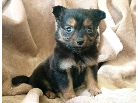 Kısa tüylü minyatür pinscher bebekler