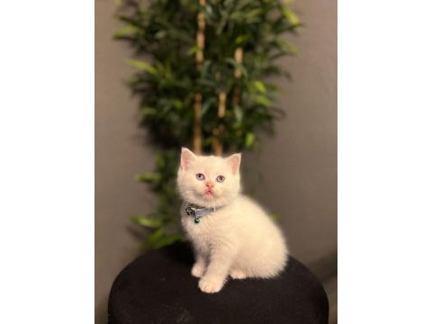 Beyaz brıtısh shorthair yavrularım 