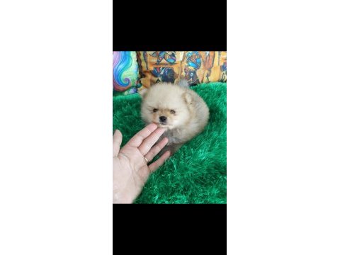 Bebek yüz pomeranian boo bebekler