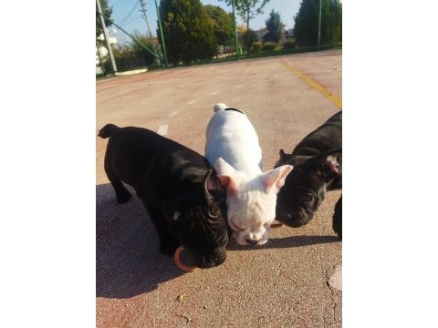 3 adet erkek french bulldog