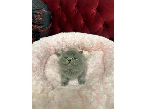 British shorthair 2 aylık