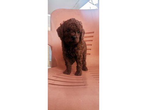 Toy poodle erkek yavrum