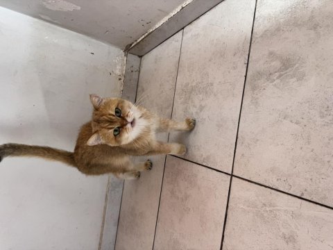 Ny12 safkan scrli brtısh