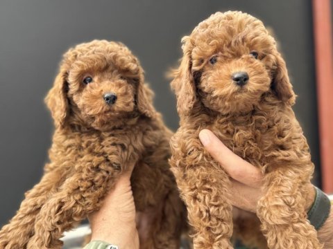 Petmode köpek çiftliğinde ziyarete açık toy poodle