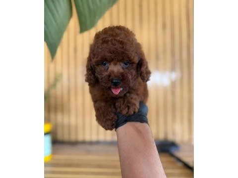 Toy poodle iki aylık