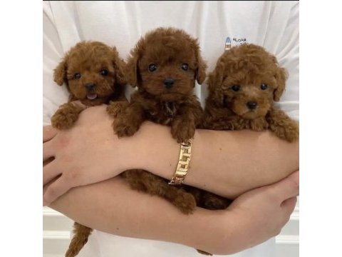 Korea poodle yavruları ankara