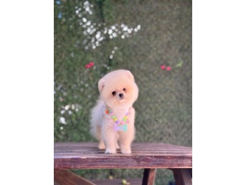 Pomeranian yavru
