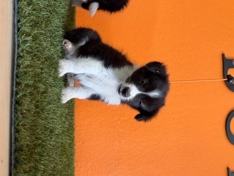 Muhteşem border collie bebekler