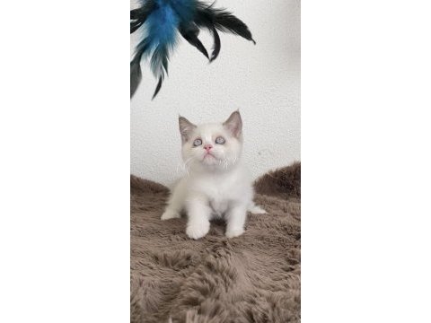 British shorthair kızlarımız