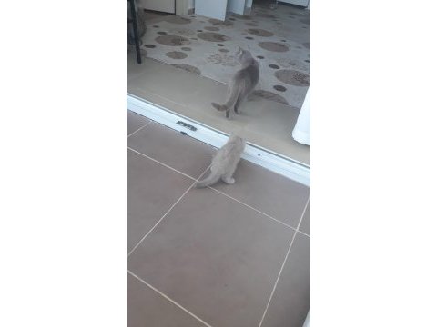19 temmuz doğumlu british shorthair
