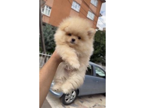 Renk renk güzellikte ayı surat pomeranian yavrular