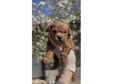 Original maltipoo yavruları