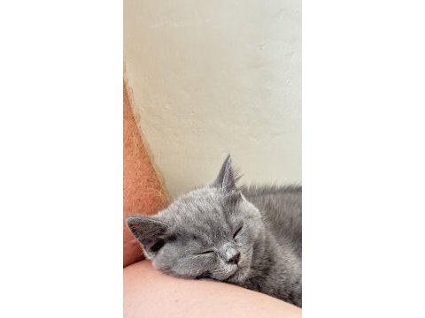 Yavru british shorthair