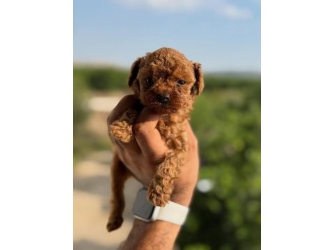 Aşılı çiş eğitimli toy poodle bebekler