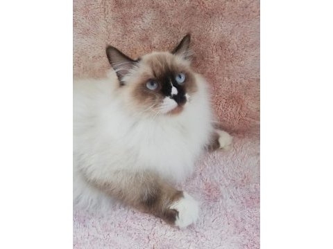 Ragdoll erkek kedim