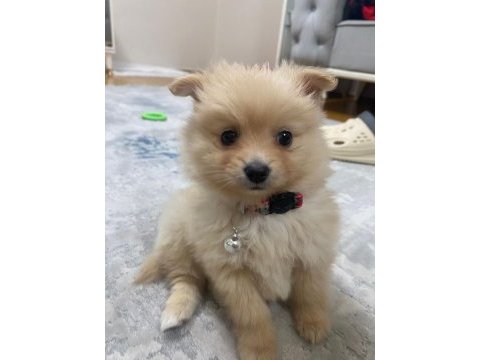 Acil pomeranian