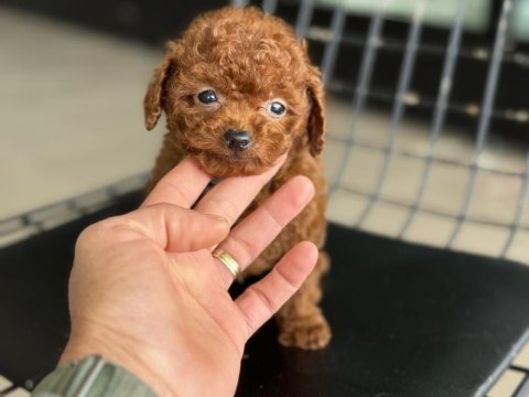 Show kalite tea cup kore poodle ziyarete açık