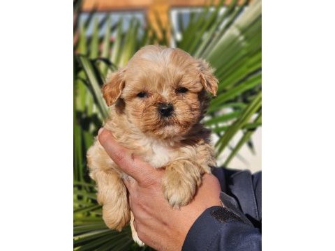 Kore maltipoo yavrular