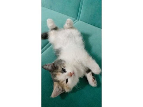 Kayseri içi sahiplendirme kedimiz