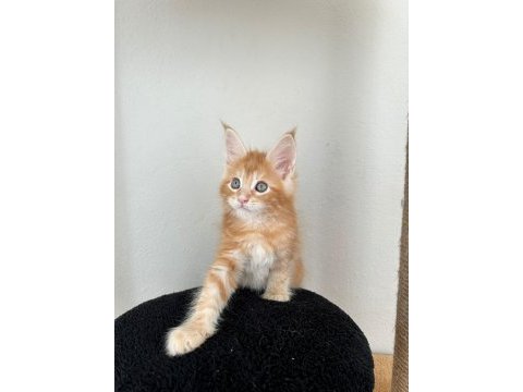Safkan secereli maine coon bebekler
