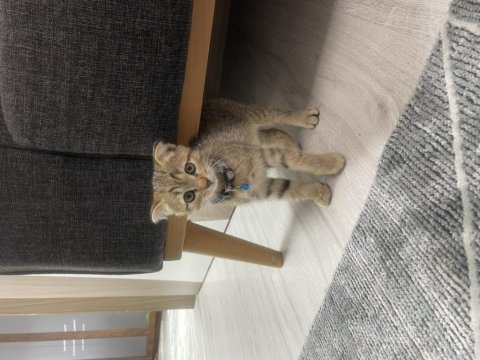 Scottish fold yavrumu sahiplendiriyorum