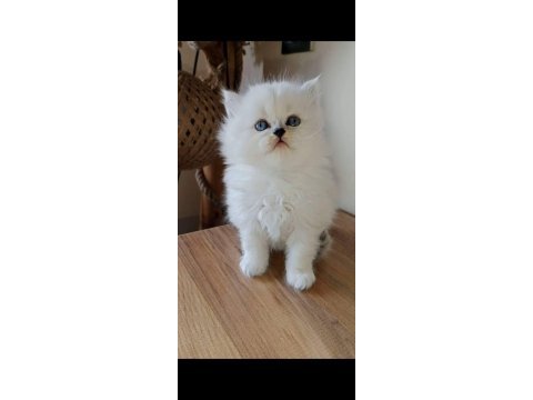 Show kalite silver british longhair yavruları