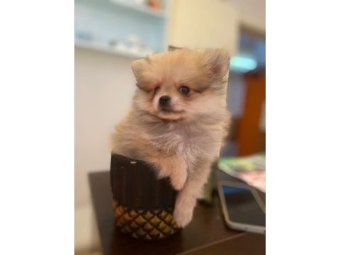 Acil safkan pomeranian yavrular