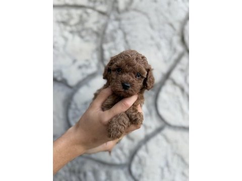 Eşsiz kalite toy poodle yavrularım