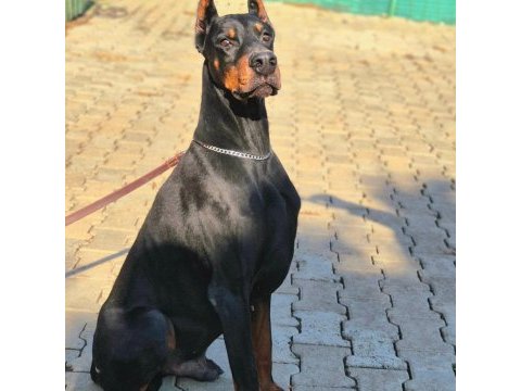 Kızıl doberman