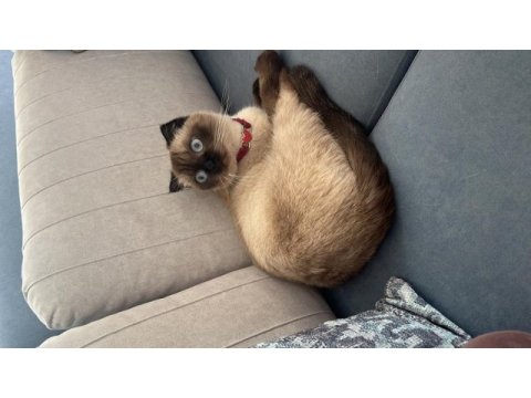 Scottish fold blue point erkek kedi