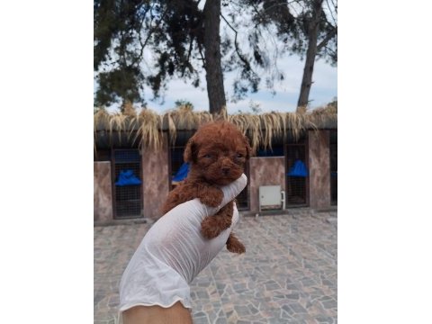 Kore toy poodle yavrularımız ruhsatlı çiftliği mızden