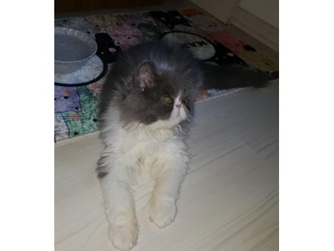 İran persian