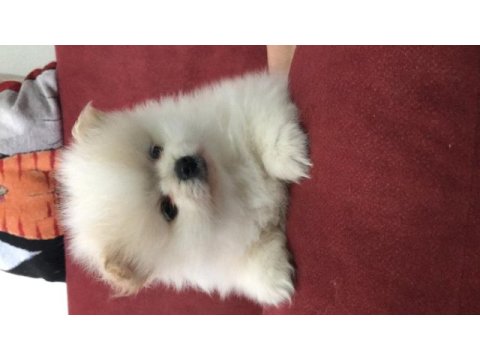 Pomeranian mükemmel dişi yavru