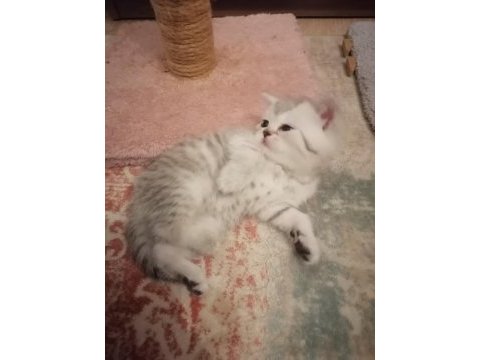 British shorthair 3 erkek yavru