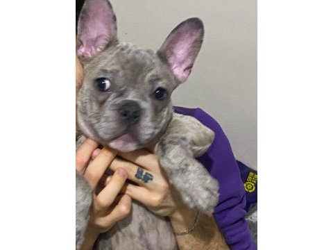 Mavi gözlü blue 4 aylık french bulldog