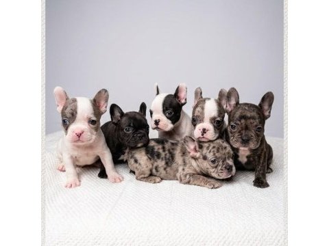 Safkan 0 numara kilo garantili french buldog merle